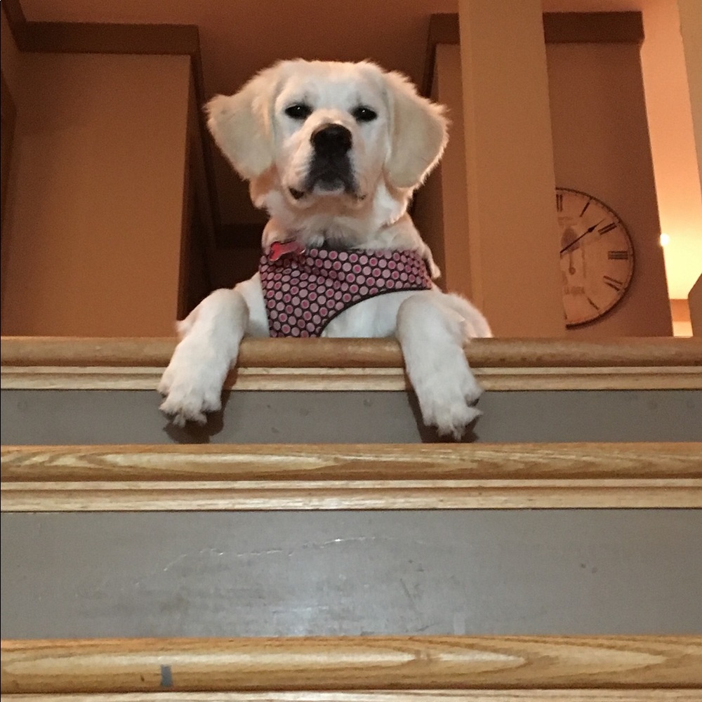 Meet your Posher, Frances
